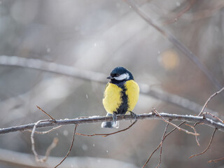 Cute bird Great tit, songbird sitting on a branch without leaves in the autumn or winter.