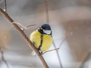 Cute bird Great tit, songbird sitting on a branch without leaves in the autumn or winter.