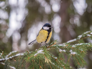 Cute bird Great tit, songbird sitting on the fir branch with snow in winter