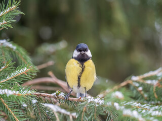 Cute bird Great tit, songbird sitting on the fir branch with snow in winter