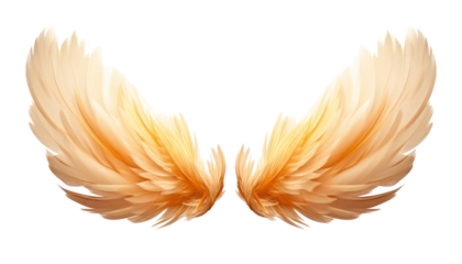 orange wings isolated on transparent background cutout