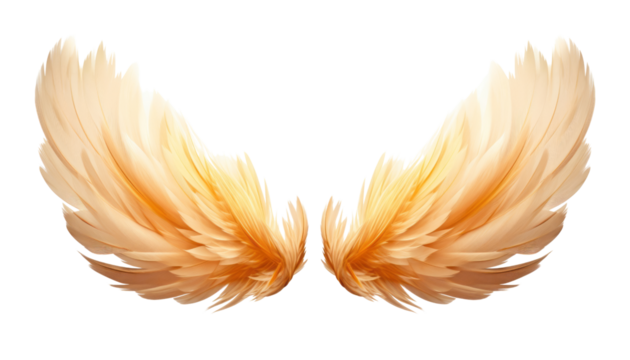 orange wings isolated on transparent background cutout