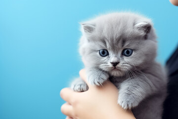 A little gray kitten was held in a human hand carefully, shot in a studio. Generative AI.