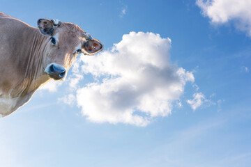 Cool funny Cow peeks, background for advertising, funny background, cow on sky texture
