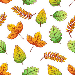 autumn leaves in seamless pattern. maple leaf hand drawing collection