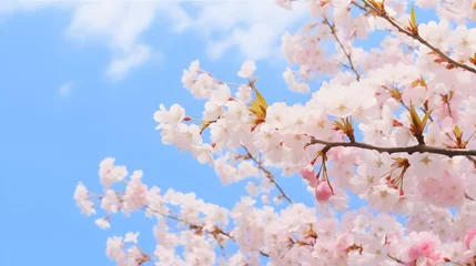 Foto op Canvas 青空と桜 © Jusco