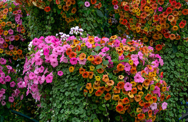 Beautiful decoration with multi-colored petunias in a city park.