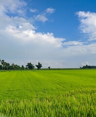 Obraz premium Scenic view of rice field against sky| Rice field after rain is beautifully in upcountry landscape Photo