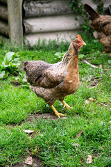 Beautiful purebred chicken with a tuft.