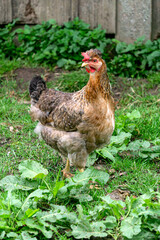 Beautiful purebred chicken with a tuft.