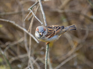 Sparrow sits on a branch without leaves.