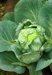 Heads of cabbage in a garden bed in the village.