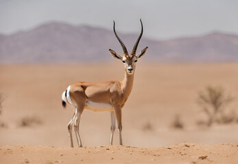 Naklejka premium impala in the desert, Impala Grazing in the Desert Landscape, Graceful African Impala in Arid Wilderness Setting