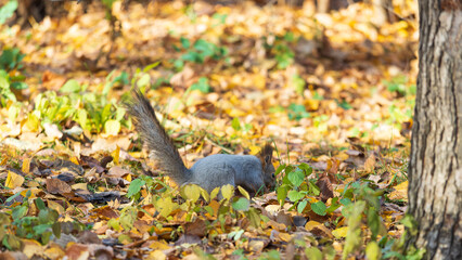 Squirrel in autumn hides nuts on the green grass with fallen yellow leaves
