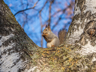 The squirrel with nut sits on tree in the autumn. Eurasian red squirrel, Sciurus vulgaris.