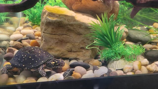 Spotted Turtle (Clemmys Guttata) swimming in an indoor tank at a Children's Museum. Small aquarium. Active turtle with movement.