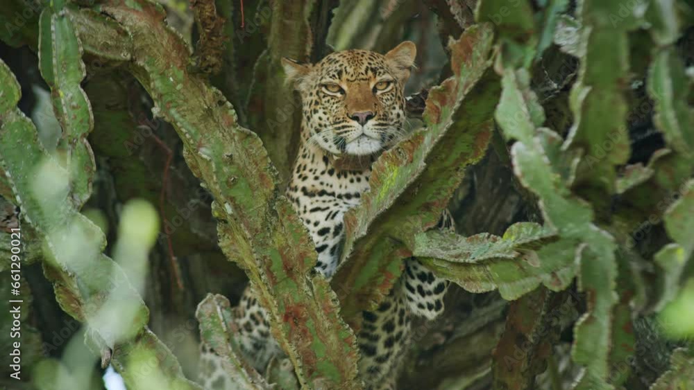 Poster leopard with tracking collar relaxing lying on branch of cactus tree uganda in africa. handheld