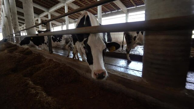 Livestock Healthy Cattle Grazing on a Straw-Covered Farm Stall in a Dairy Ranch, Fresh Products Industry