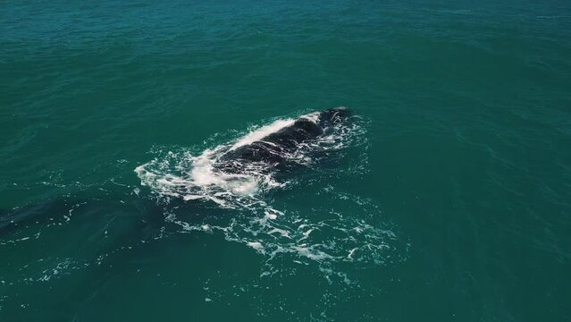 The southern right whales, Eubalaena australis. Mother and calf of the Right Whales swim near Brazilian shore near the town of Imbituba