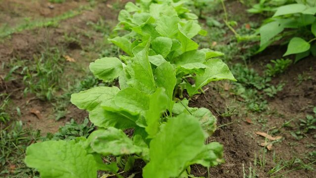 Mowing camera forward above row ow organic radish growing in vegetable garden in sandy soil.