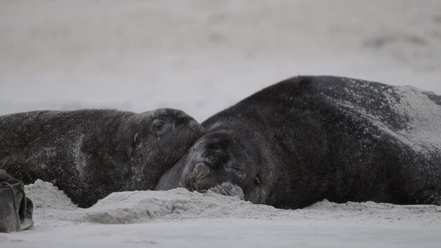 Closeup Of Two New Zealand Sea Lion Sleeping On The Beach In Sandfly Bay, Dunedin, New Zealand. 