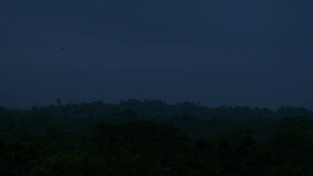 Scary Dark Forest With Birds Flying. Spooky Nature At Night. Static Shot
