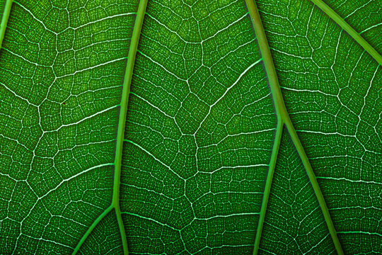 green fiddle leaf fig tree, plant macro shot for eco products background