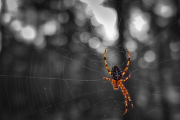 Spider in the Web - Macro - Nature - Creppy - Insect - Spinne im Netz - Cross Spider