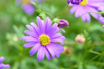 Schönheit im Garten, beauty in garden, beautiful blossoms 