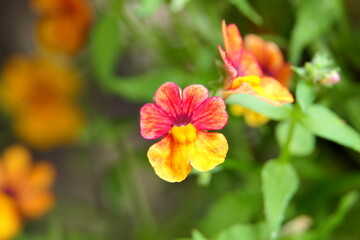 Schönheit im Garten, beauty in garden, beautiful blossoms 