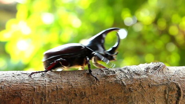 Rhinoceros beetle crawling on a log