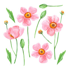 Set of pink poppies with leaves on a white background. Watercolor illustration. Collection of isolated botanical elements.