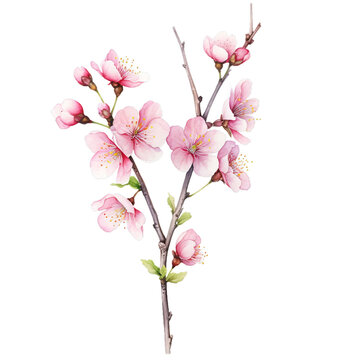 Sakura flower watercolor clipart on transparent background. Generative AI illustration