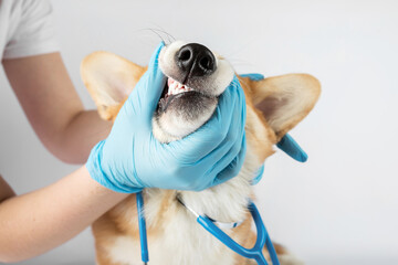 Veterinarian doctor conducts physical examination of dog oral cavity closeup