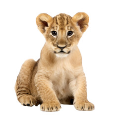 lion cub panthera leo isolated on transparent background,transparency 