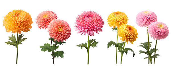 set of beautiful colourful chrysanthemum flowers, isolated over a transparent background, cut-out floral, perfume / essential oil, romantic wildflower or garden design elements PNG