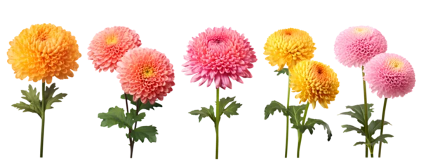 Tuinposter set of beautiful colourful chrysanthemum flowers, isolated over a transparent background, cut-out floral, perfume / essential oil, romantic wildflower or garden design elements PNG © sam