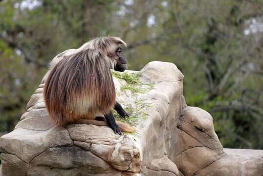 Gelada (Theropithecus) or bleeding-heart monkey sitting and eating grass on a rock.