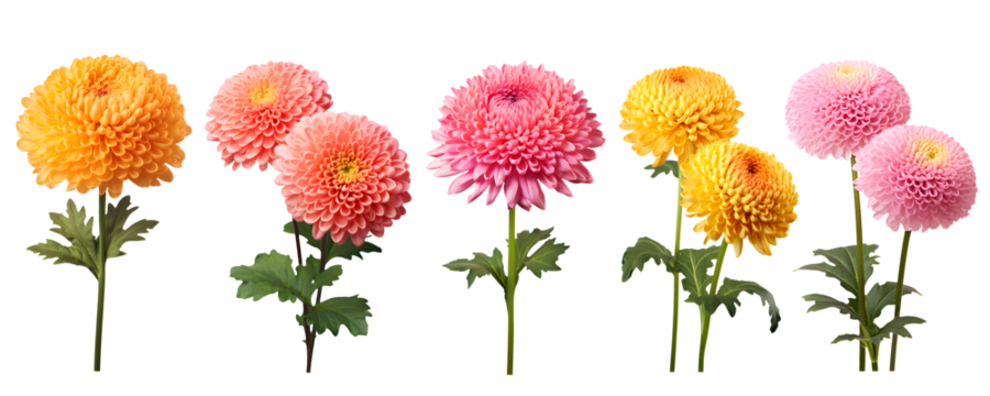 set of beautiful colourful chrysanthemum flowers, isolated over a transparent background, cut-out floral, perfume / essential oil, romantic wildflower or garden design elements PNG