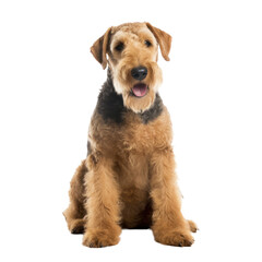 Airedale Terrier isolated on transparent background,transparency 