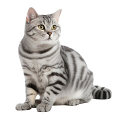 American Shorthair Cat Breed isolated on transparent background,transparency 