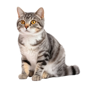 American Wirehair cat isolated on transparent background,transparency 