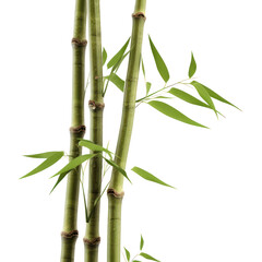 Fototapeta na wymiar bamboo leaves isolated on transparent background,transparency 