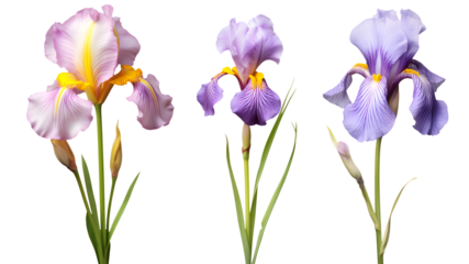 set of beautiful purple iris flowers, isolated over a transparent background, cut-out floral, perfume / essential oil, romantic wildflower or garden design elements PNG