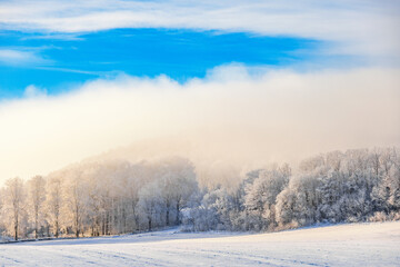 Frosty forest by a field with fog a cold winter day