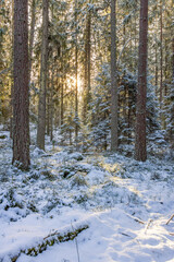 Spruce forest with snow and sunshine in winter