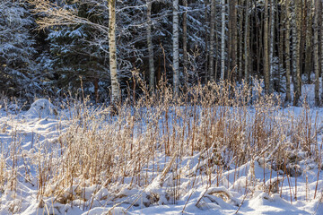 Forest edge with snow in winter