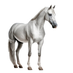 Obraz na płótnie Canvas Horse isolated on transparent background,transparency 