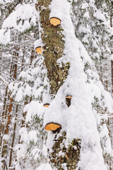 Snow covered fungus on a tree trunk in a forest at winter