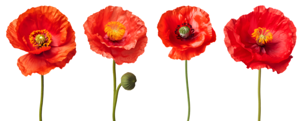 set of beautiful red poppy flowers, isolated over a transparent background, cut-out floral, perfume / essential oil, romantic wildflower or garden design elements PNG